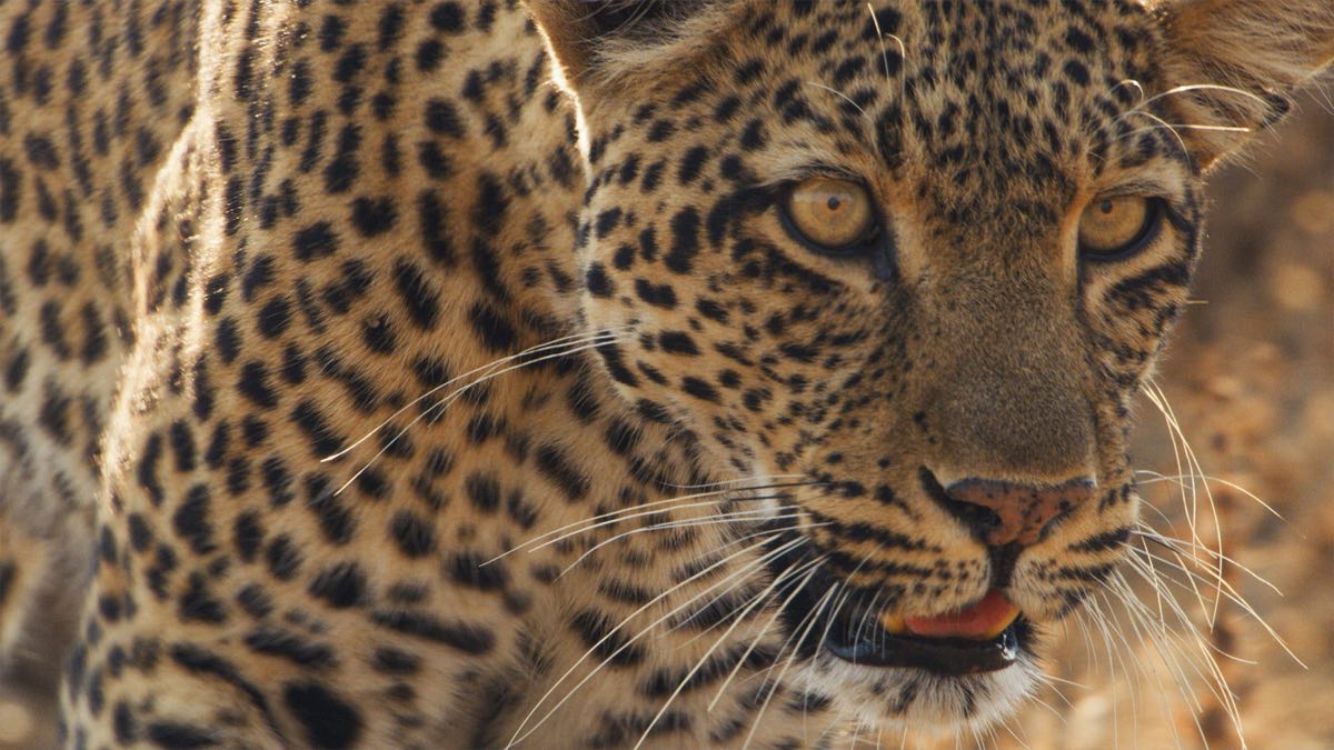 New report shows how BBC’s Natural History Unit boosts Bristol’s economy