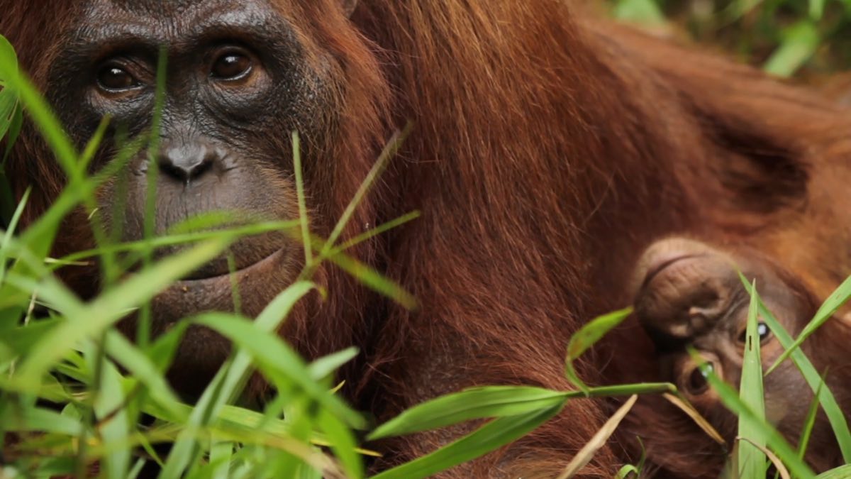 Kaleidoscope confirm cinema and DVD release for nature documentary Escape From Extinction