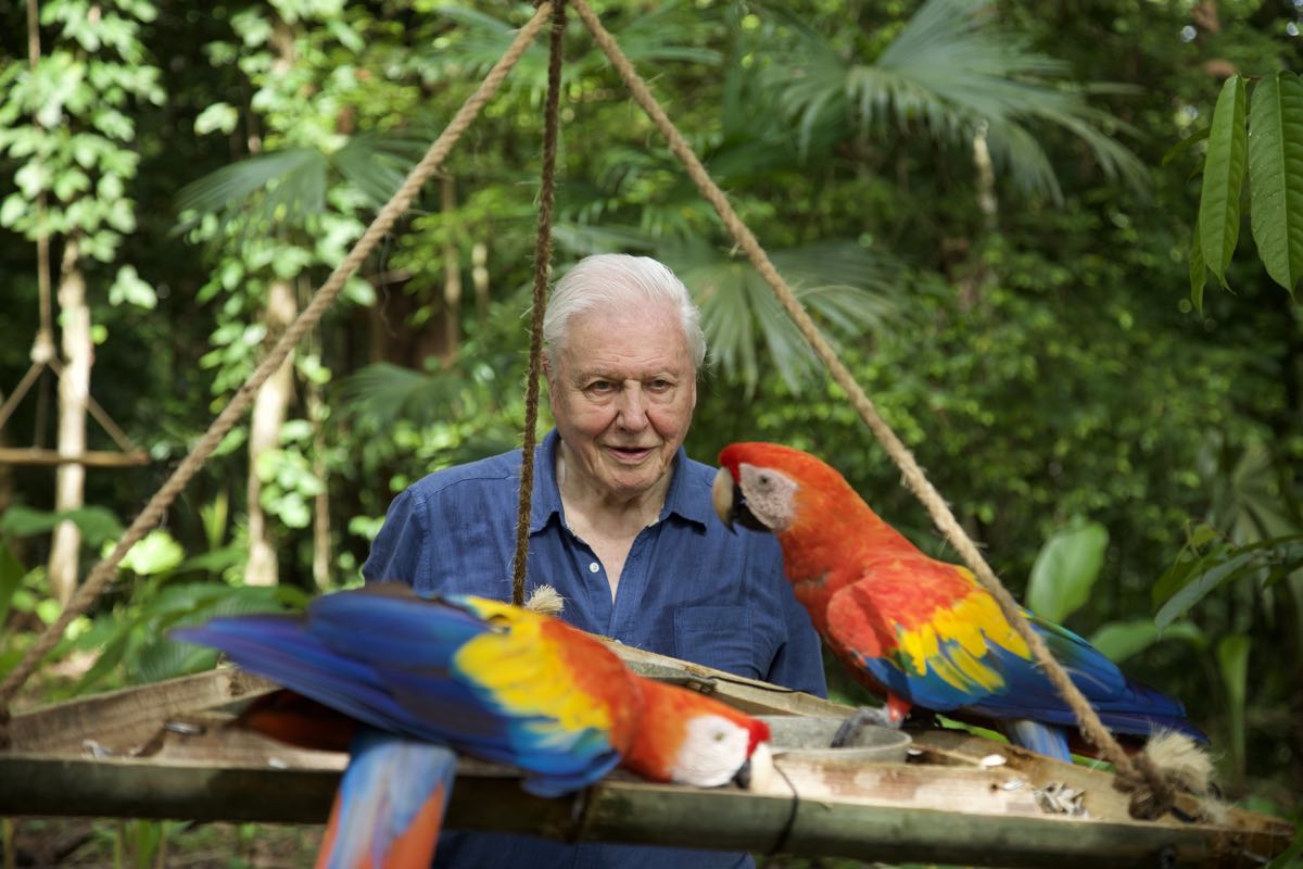 Life in Colour with David Attenborough is getting a Blu-ray release