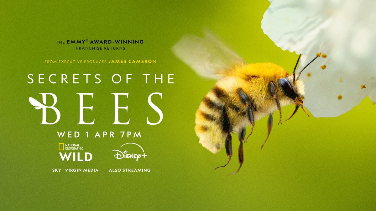 James Cameron’s Secrets of the Bees gets UK airdate