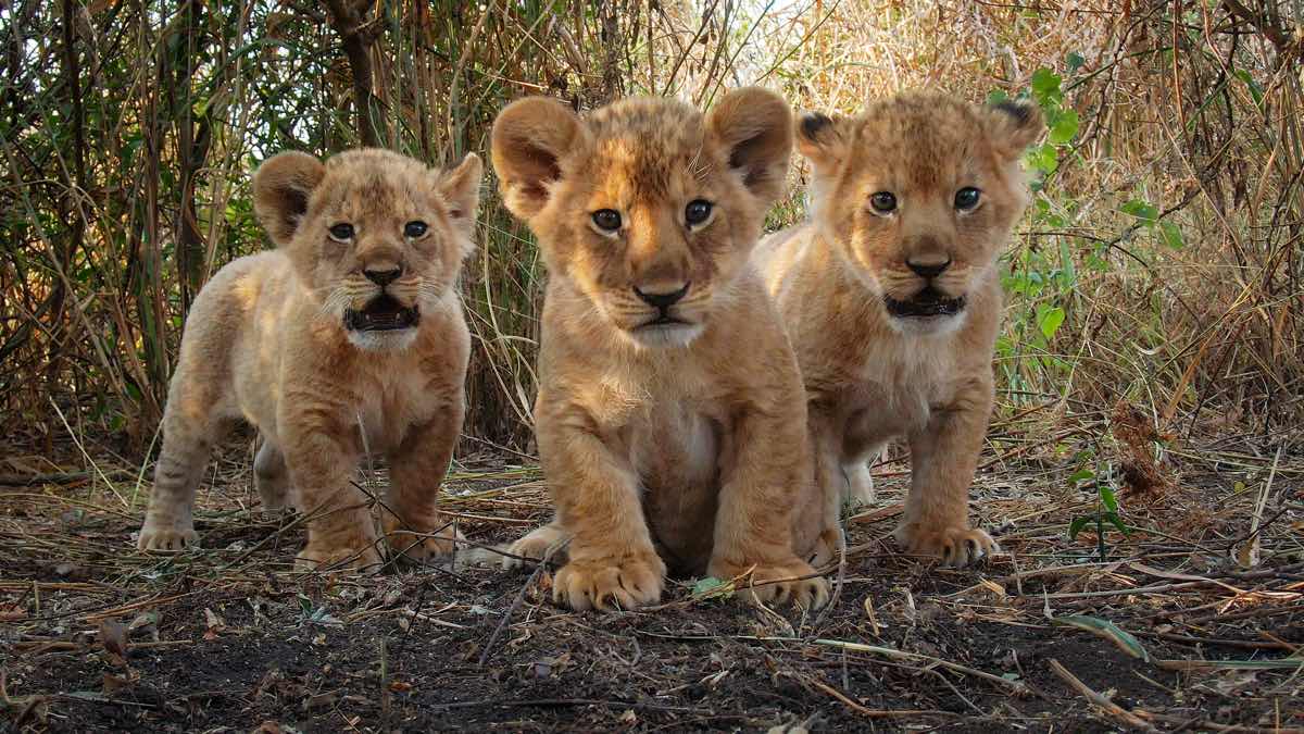 BBC nature hit Serengeti available to stream in 4K UHD on iPlayer