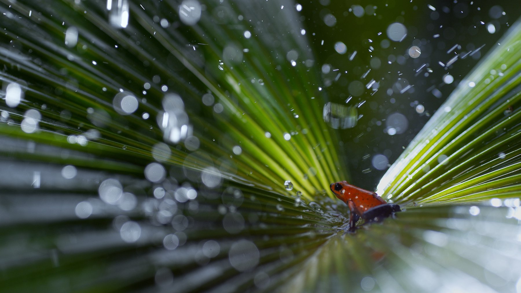 BBC iPlayer to stream Planet Earth II footage in Ultra HD