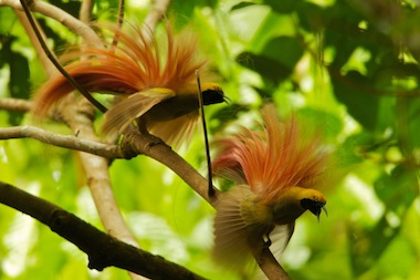 Video: Nat Geo Wild’s Secret Birds Of Paradise