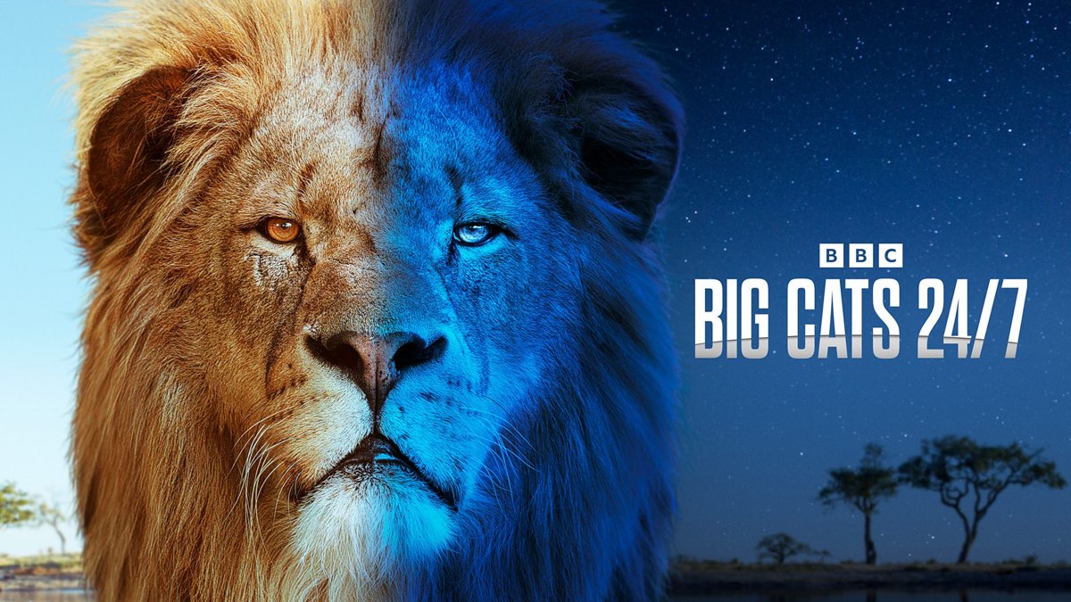 BBC’s Big Cats 24/7 to hold live stream from show’s production camp