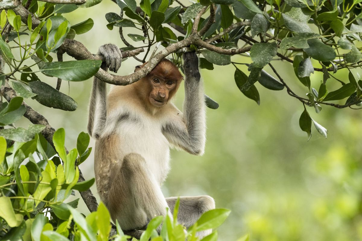 BBC Two’s Eden: Untamed Planet is coming to Blu-ray and DVD next month