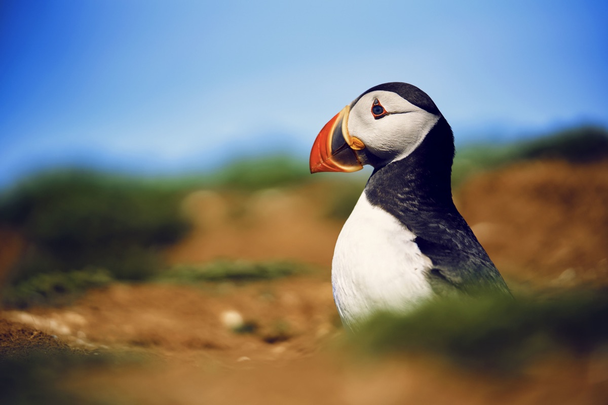 Sir David Attenborough’s Wild Isles is now available to stream in 4K UHD on BBC iPlayer