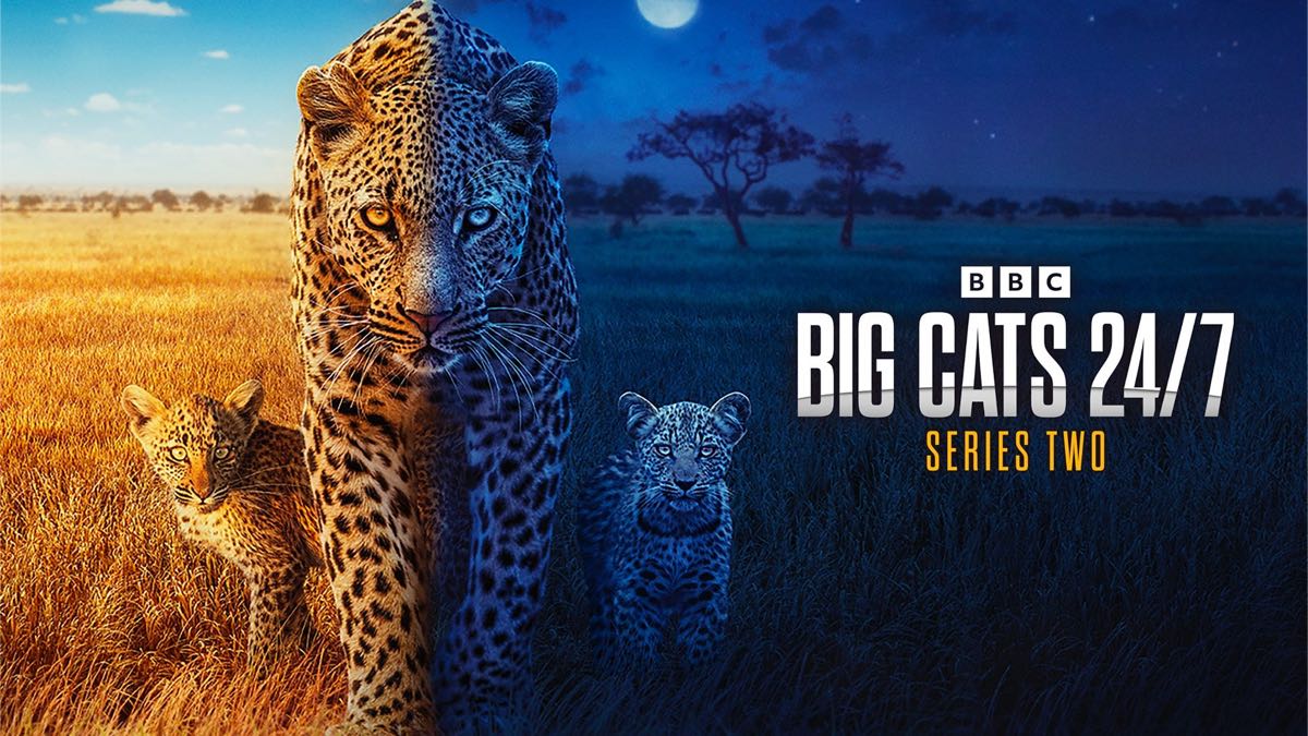 BBC’s Big Cats 24/7 set to return