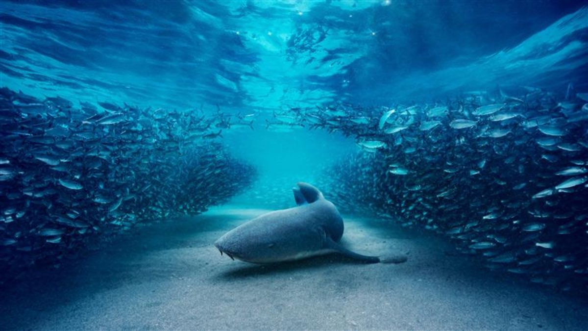 BBC Studios reveals international deals for Blue Planet III