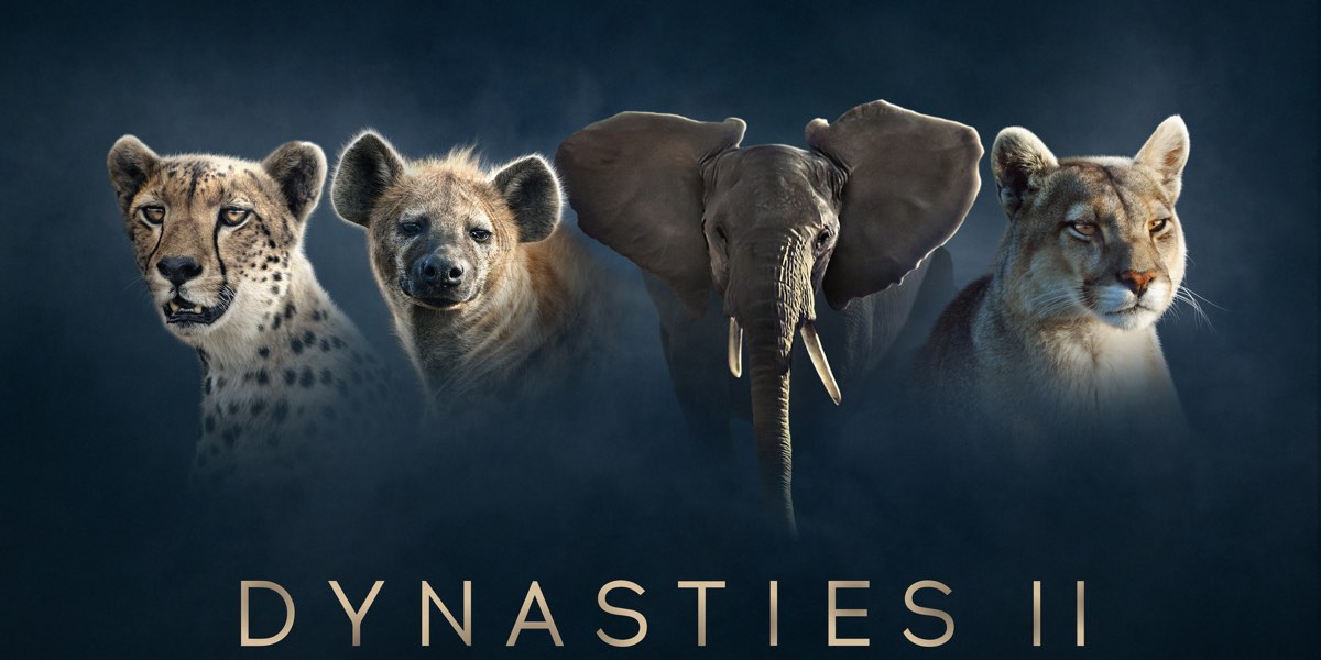 Dynasties II is now available to stream in 4K UHD on BBC iPlayer