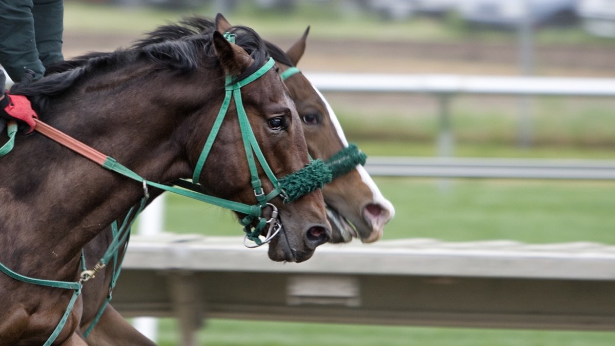 Grand National market movers following the 2023 Cheltenham Festival 