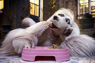 Preview clip: Mongrels