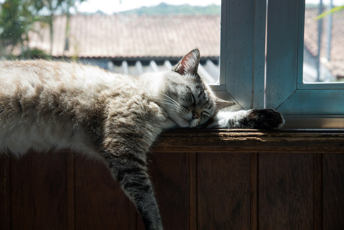 David Baddiel to present ‘love letter’ to cats for Channel 4