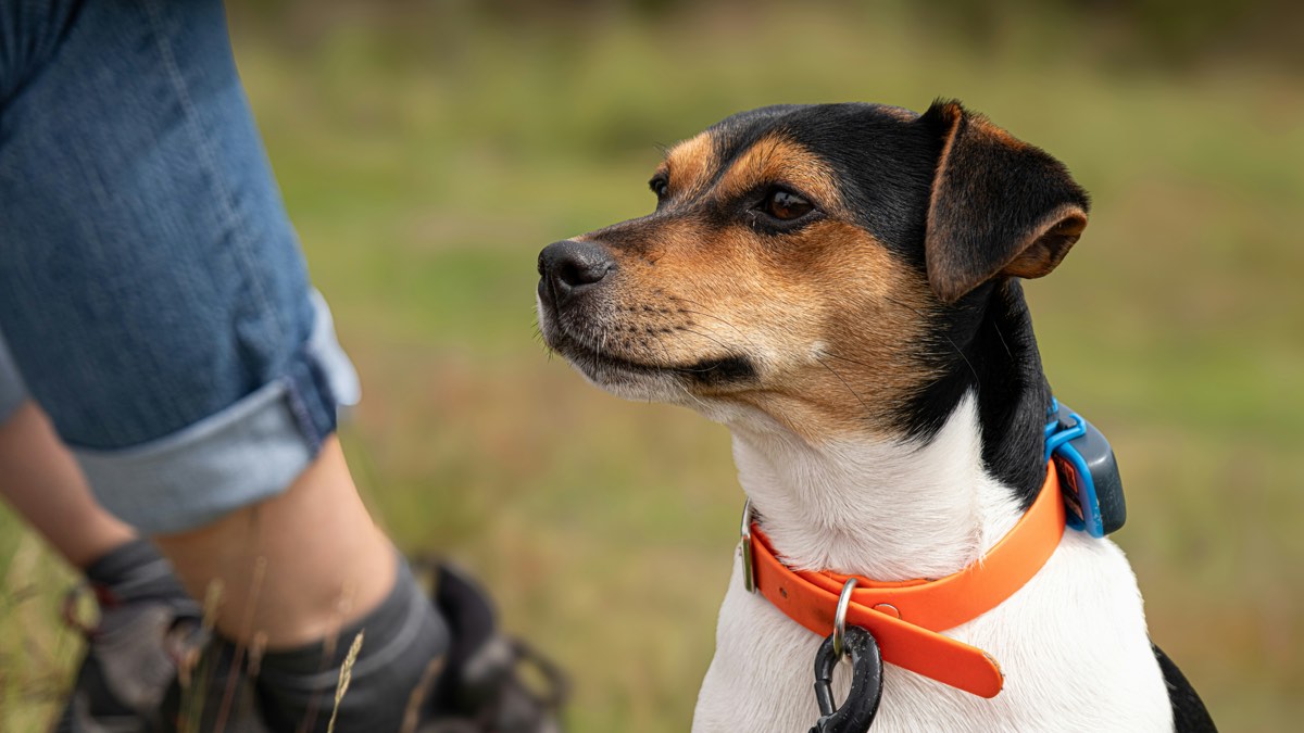 The best tech to track your dog?