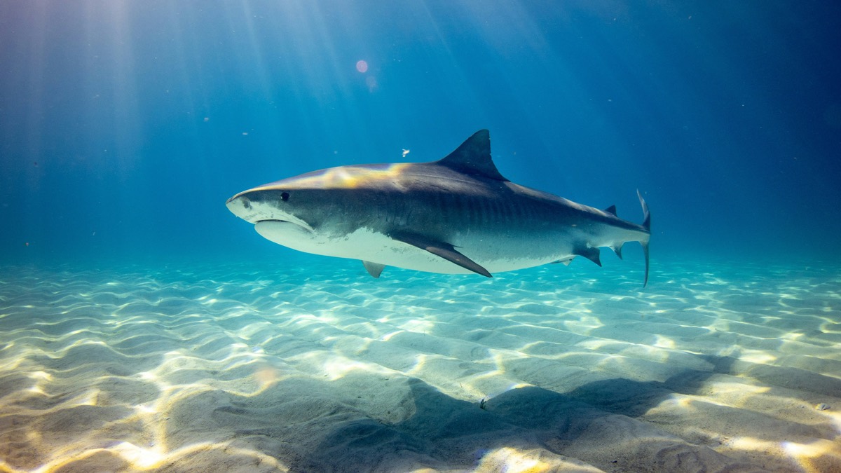 Jaws – ITV announces new celeb reality challenge series to mark film’s 50th anniversary