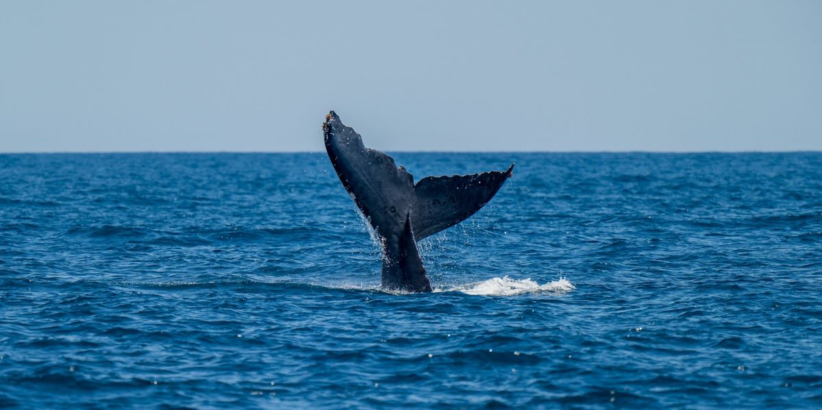 Whalefall opens worldwide to join the wave of new ocean-bound film